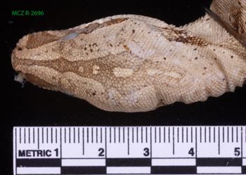 Media type: image;   Herpetology R-2696 Description: Specimen photo;  Aspect: head dorsal